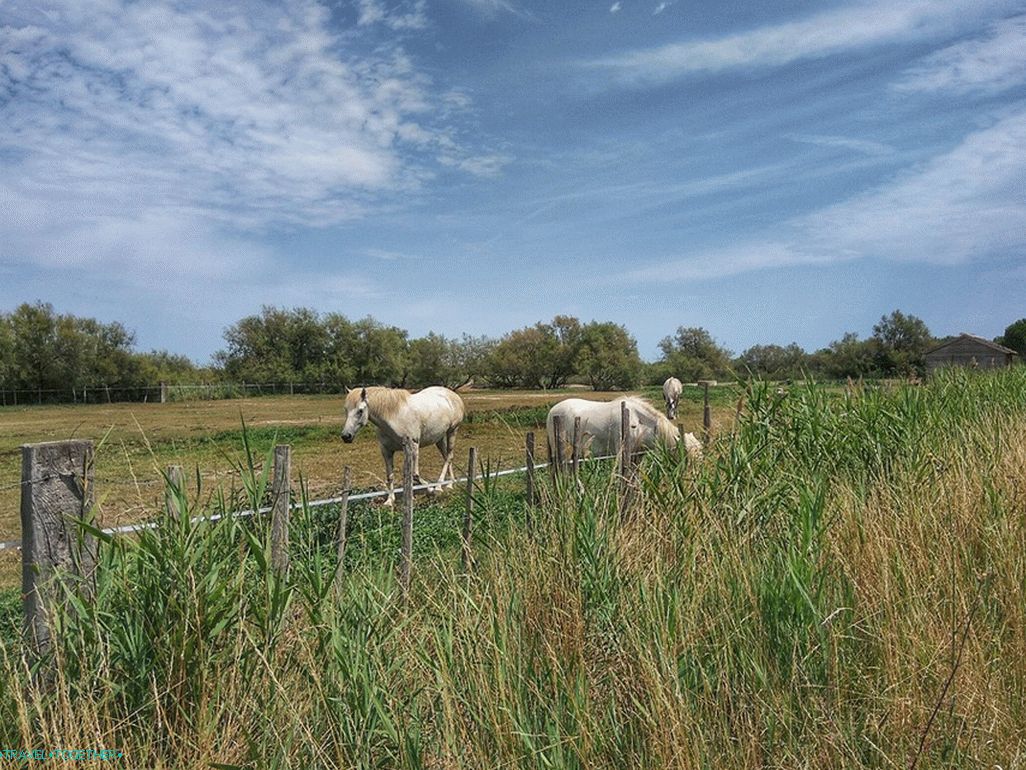 Poznati Camargue bijeli konji