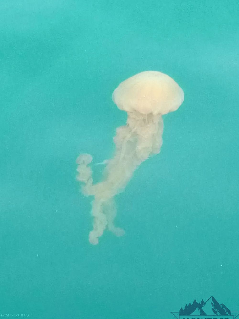 Meduza u Goi