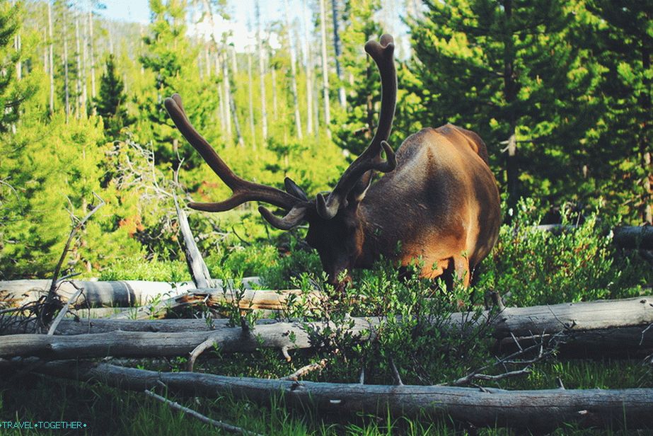 U Nacionalnom parku Yellowstone, SAD