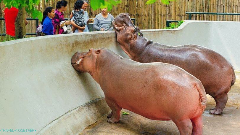 Zoološki vrt Dusit (Dusit Zoo) u Bangkoku