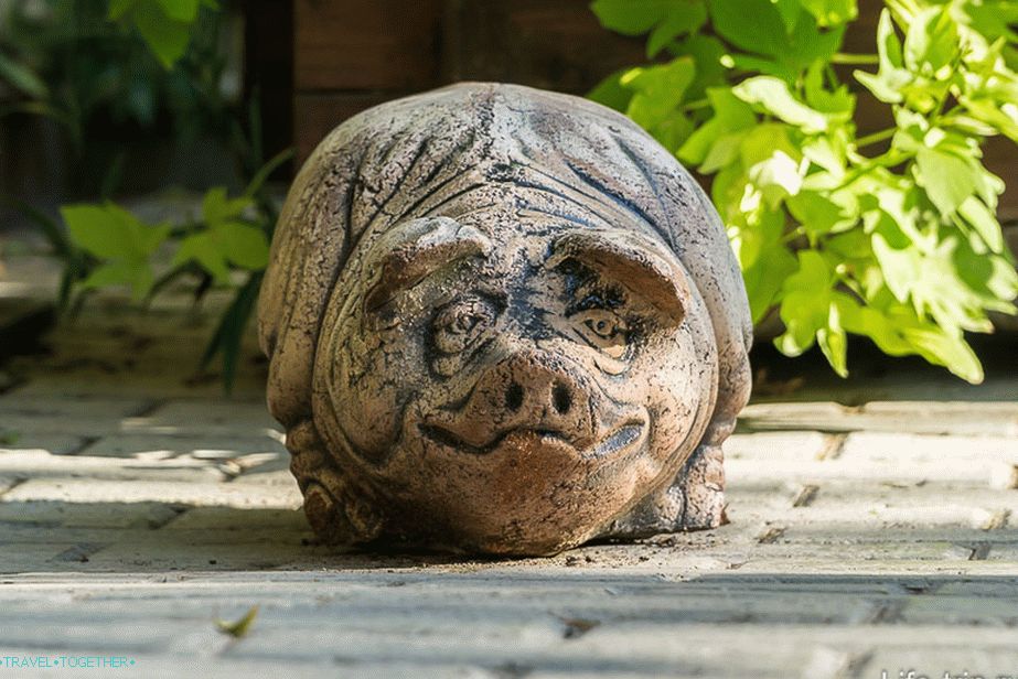 Funny Piggy