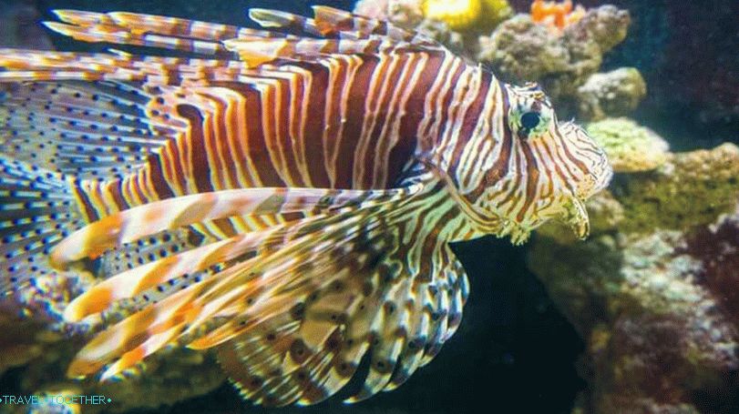 Tigrov zoološki vrt i akvarij na Samuiju