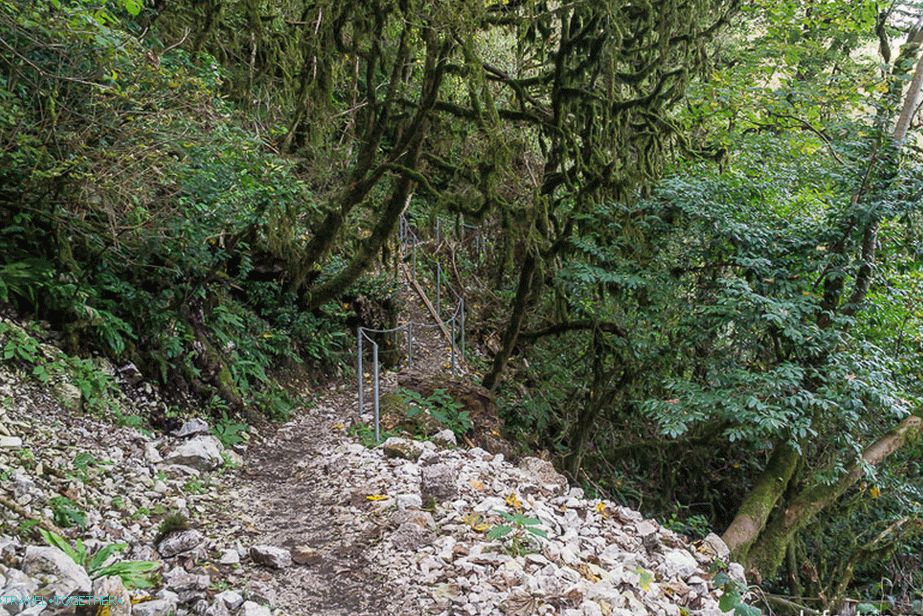 Izletnički put duž tišine Boxwood Grove, veliki prsten