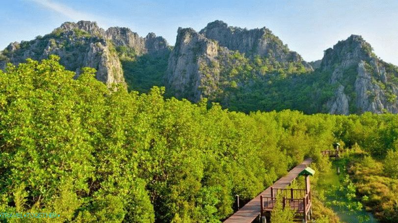 Mangrove šume u Hua Hinu