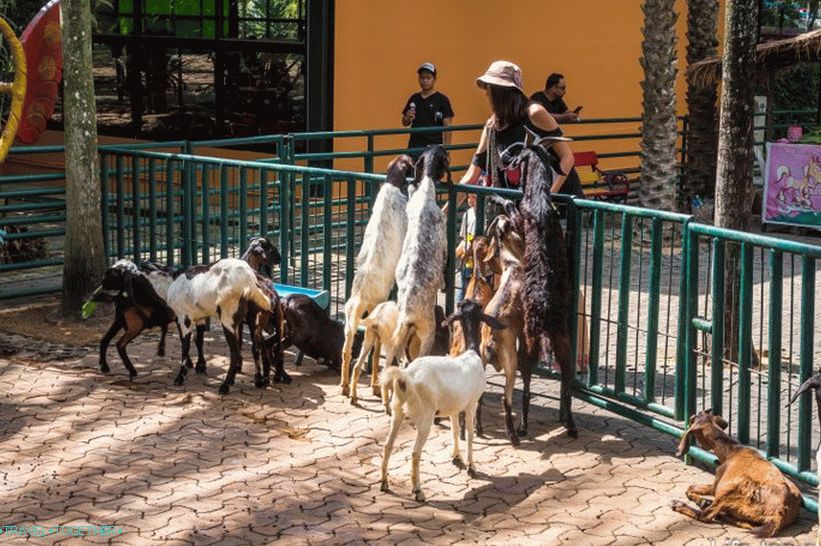 Tropski park Nong Nooch u Pattayi glavna je atrakcija