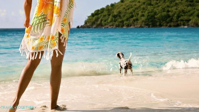 Psi na grčkim plažama