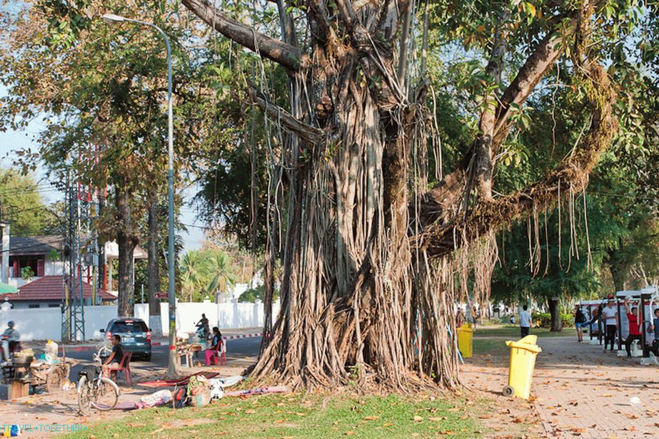 Samo prekrasno drvo na nasipu Vientiane