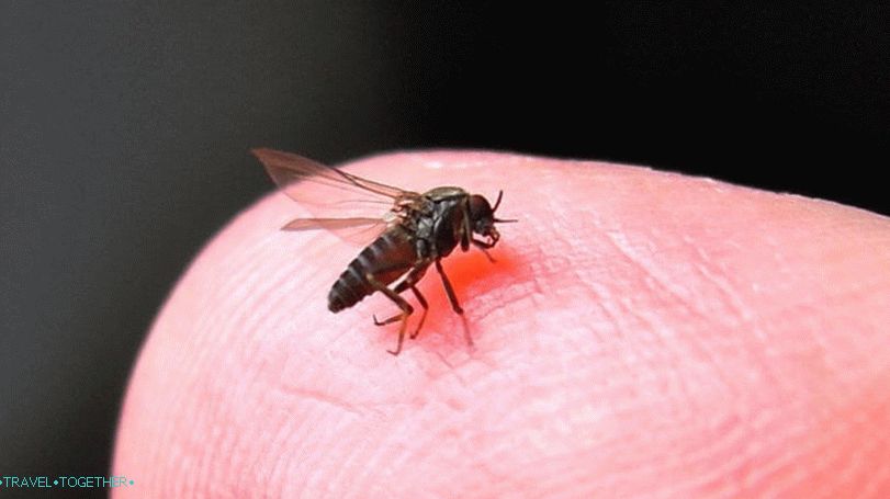 Midges na Tajlandu
