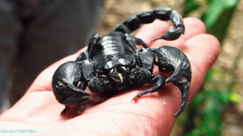 Škorpioni u Tajlandu