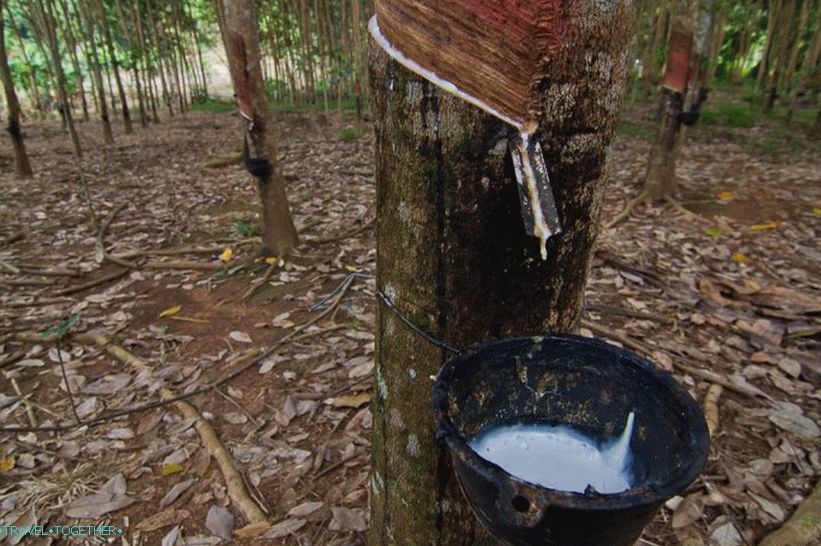 Na putu do vodopada Klong Chao Luam skupljajte gumu