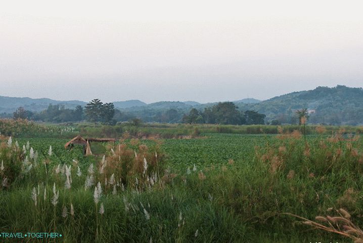 Oko Chiang Saena