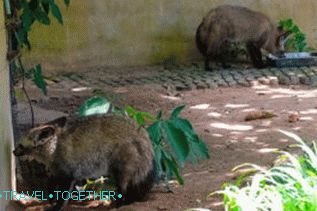 Životinje u zoološkom vrtu Khao Kheo u Pattayi
