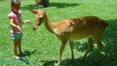 Zoološki vrt Khao Kheo u Pattayi