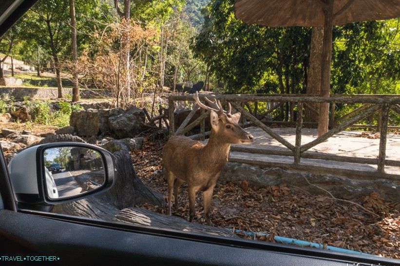 Zoološki vrt Khao Kheo u Pattayi - najbolji u Tajlandu