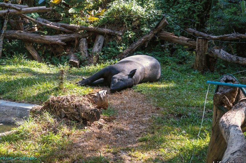 Tapir se odmara