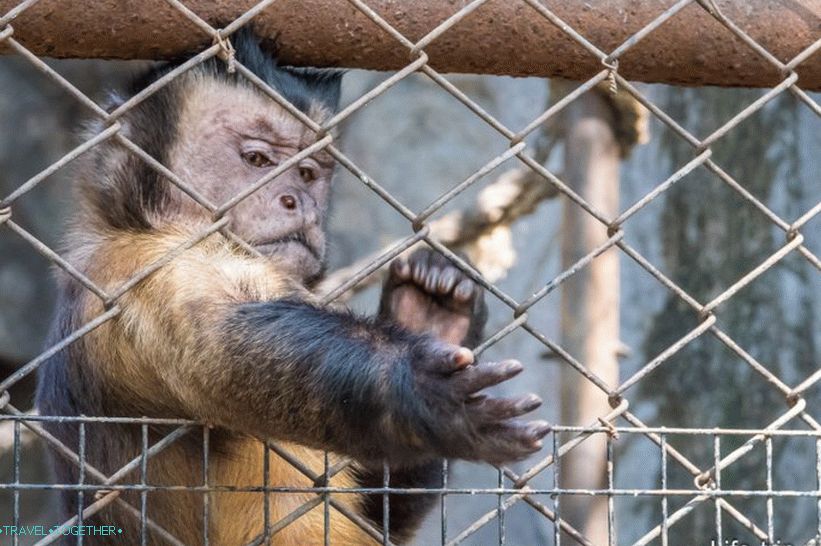 Zoološki vrt Khao Kheo u Pattayi - najbolji u Tajlandu