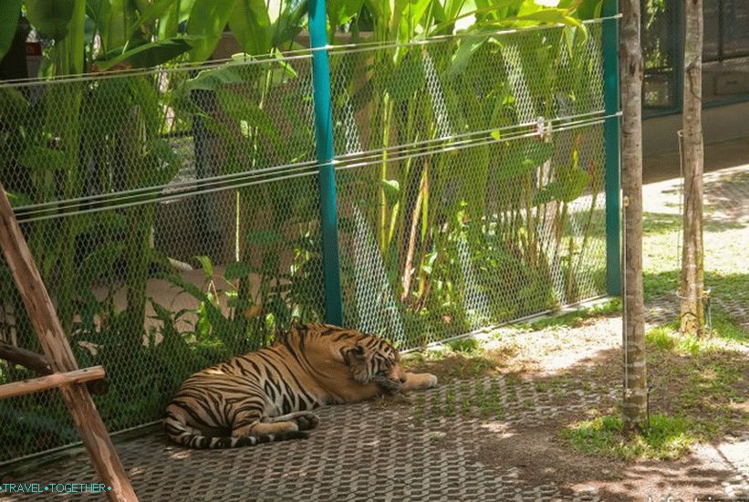 Zoološki vrt Pattaya Tiger - Egzotični Selfie s