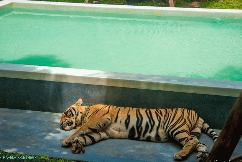 Park Tigar u Pattayi