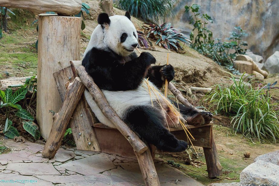 Panda sjedi na stolcu i bambus hrčaka