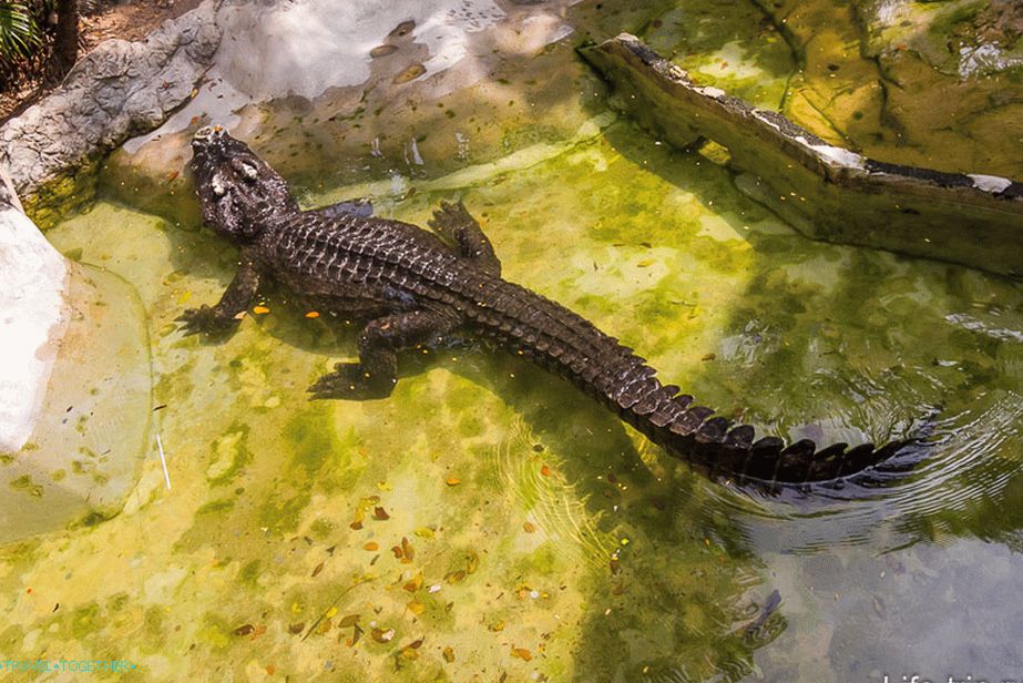 Živi krokodil
