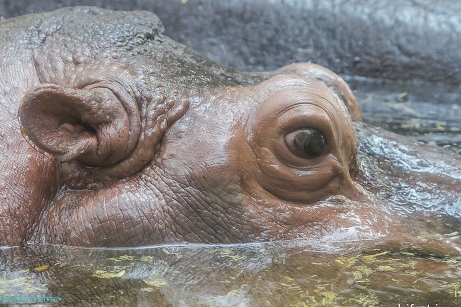 Hippo na prilazu kroz staklo